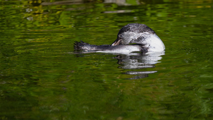 Humboldpinguin, Zürcher Zoo, momente-der-schoepfung.ch