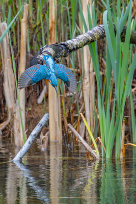 Eisvogel, momente-der-schoepfung.ch