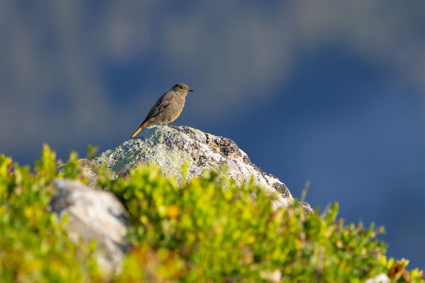 Hausrotschwanz,momente-der-schoepfung.ch
