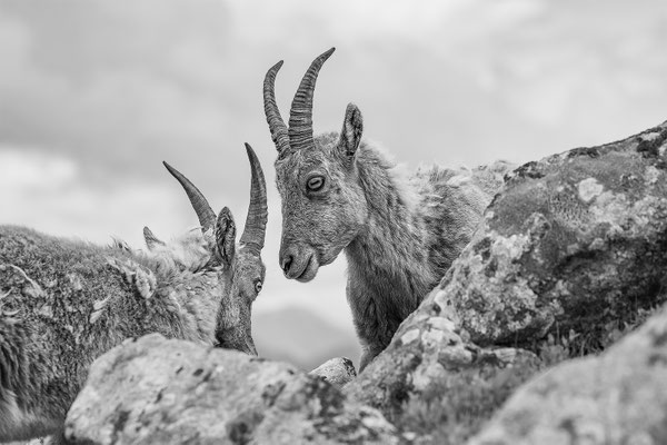 Alpensteinbock, momente-der-schoepfung.ch
