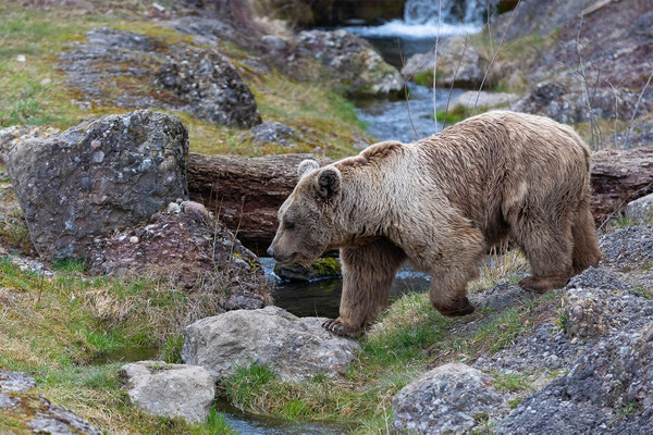 Syrischer Braunbär Tierpakt Arth Goldau, momente-der-schoepfung.ch
