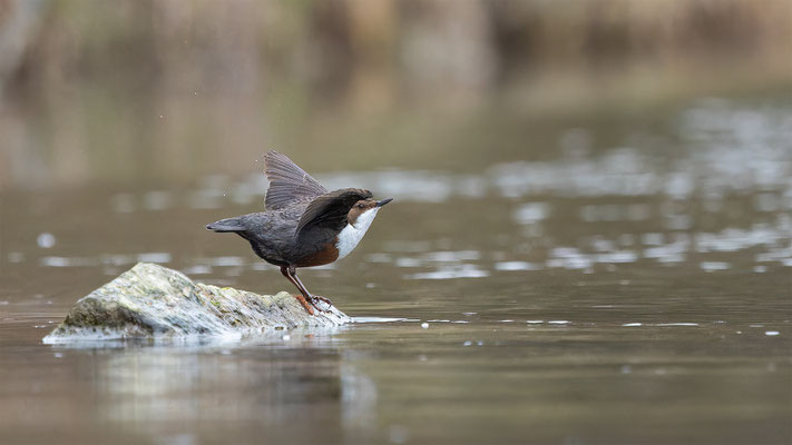 Wasseramsel, momente-der-schopfung.ch