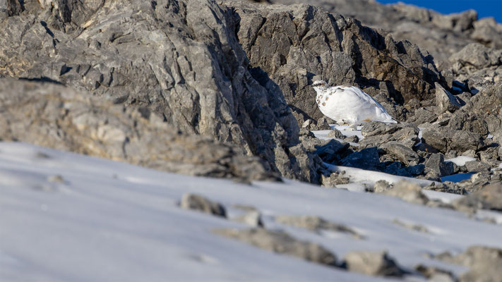 Alpenscheehuhn, momente-der-schoepfung.ch