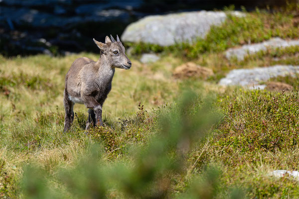 Alpensteinbock, momente-der-schoepfung.ch