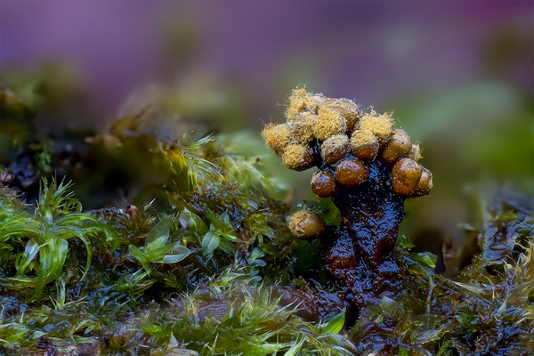 Myxomyceten Schleimpilz, Trichia verrucasa, ABM2.5:1, momente-der-schoepfung.ch