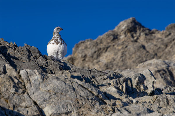 Alpenscheehuhn, momente-der-schoepfung.ch