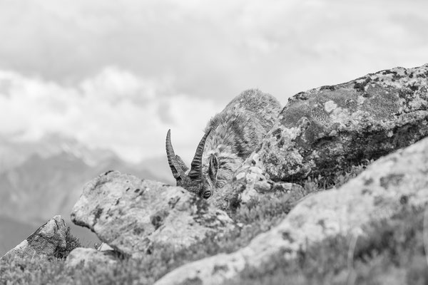 Alpensteinbock, momente-der-schoepfung.ch