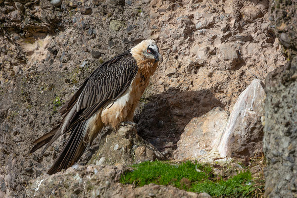 Gänsegeier, Tierpakt Arth Goldau, momente-der-schoepfung.ch