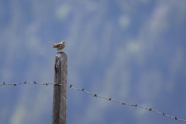 Bergpieper, momente-der-schoepfung.ch