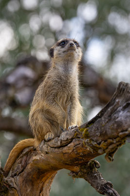 Erdmänchen, Zürcher Zoo, momente-der-schoepfung.ch