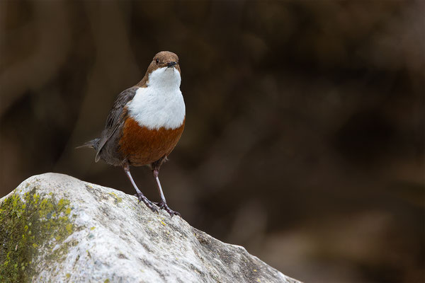 Wasseramsel, momente-der-schopfung.ch