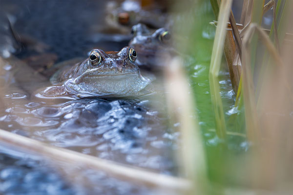 Grasfrosch, momente-der-schoepfung.ch