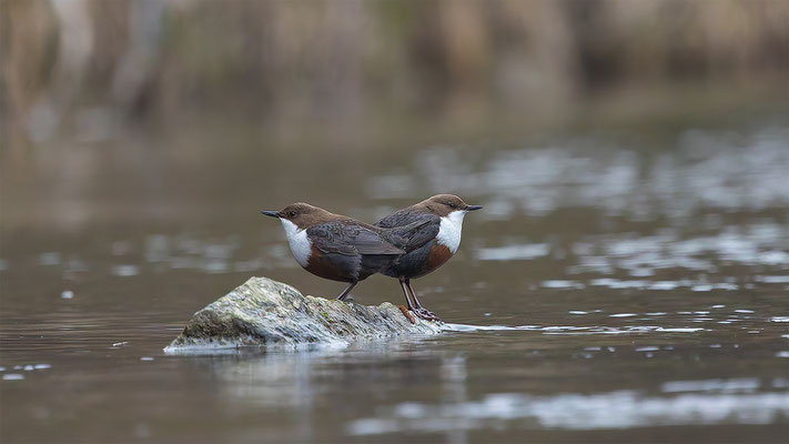 Wasseramsel, momente-der-schopfung.ch