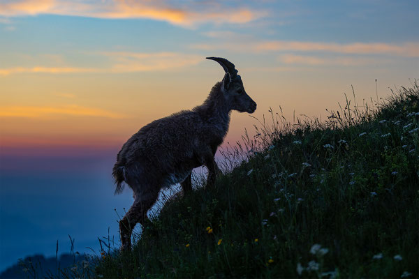 Alpensteinbock, momente-der-schoepfung.ch
