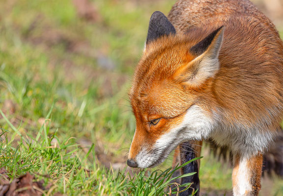 Fuchs, momente-der-schoepfung.ch