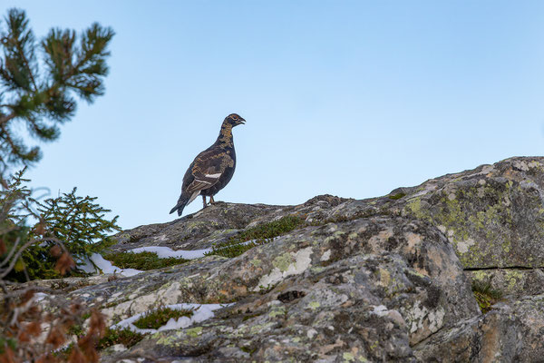 Birkhahn, momente-der-schoepfung.ch