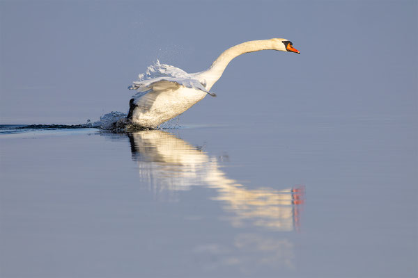Höckerschwan, momente-der-schoepfung.ch