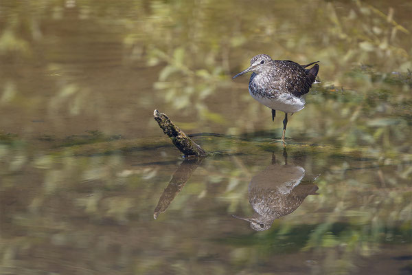 Waldwasserläufer, momente-der-schoepfung.ch