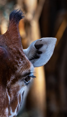 Netzgiraffen, Zürcher Zoo, momente-der-schoepfung.ch