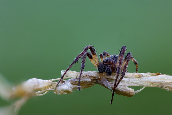 Schilfradspinne, Lupigrafie ABM 1:1, momente-der-schoepfung.ch