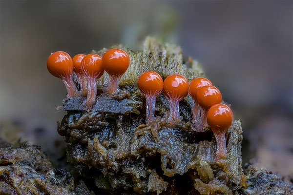 Myxomyceten Schleimpilz, Trichia Decipiens, ABM2.2:1, momente-der-schoepfung.ch