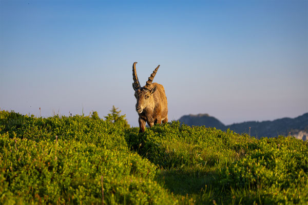 Alpensteinbock, momente-der-schoepfung.ch