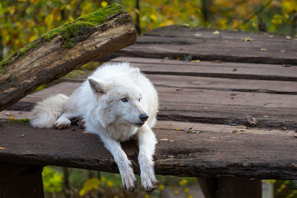 Polarwolf, momente-der-schoepfung.ch