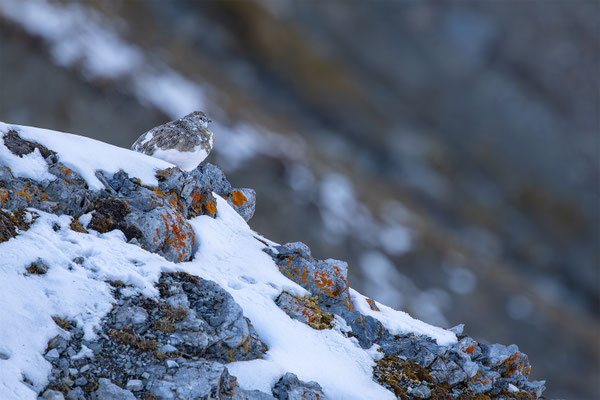 Alpenscheehuhn, momente-der-schoepfung.ch