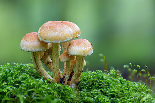 Schwefelköpfe, momente-der-schopfung.ch