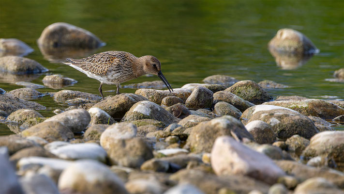 Alpenstrandläufer, momente-der-schoepfung.ch