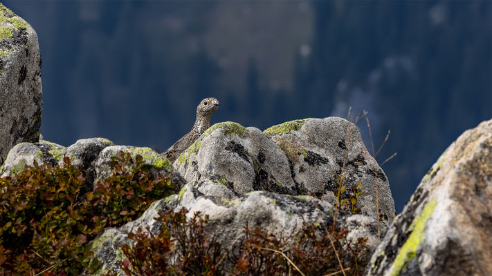 Alpenscheehuhn, momente-der-schoepfung.ch