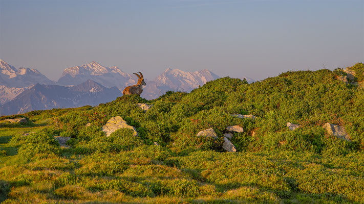Alpensteinbock, momente-der-schoepfung.ch