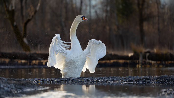 Höckerschwan, momente-der-schoepfung.ch