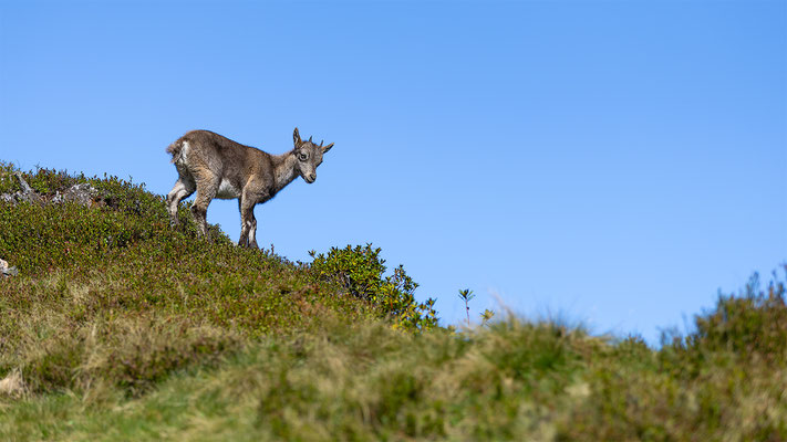 Alpensteinbock, momente-der-schoepfung.ch