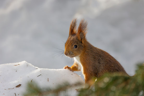 Eichhörnchen, momente-der-schoepfung.ch
