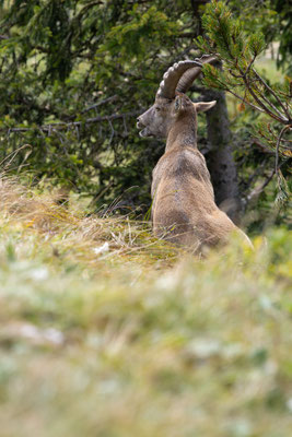 Alpensteinbock, momente-der-schoepfung.ch