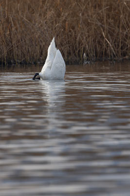 Höckerschwan, momente-der-schoepfung.ch