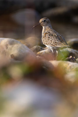 Alpenstrandläufer, momente-der-schoepfung.ch