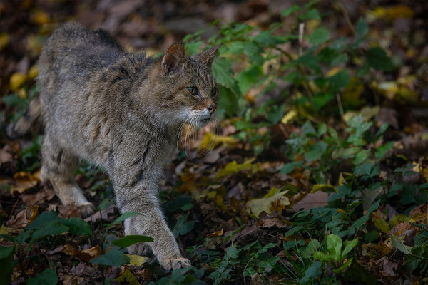 Wildkatze, momente-der-schoepfung.ch