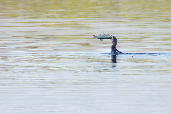 Kormoran, momente-der-schoepfung.ch