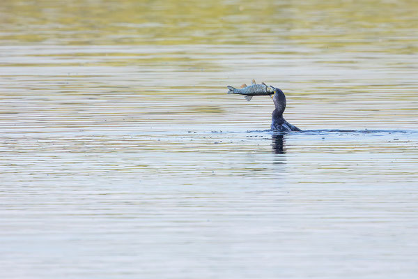 Kormoran, momente-der-schoepfung.ch