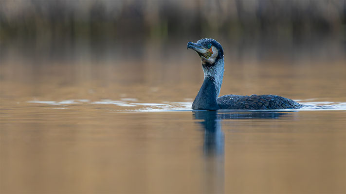 Kormoran, momente-der-schoepfung.ch