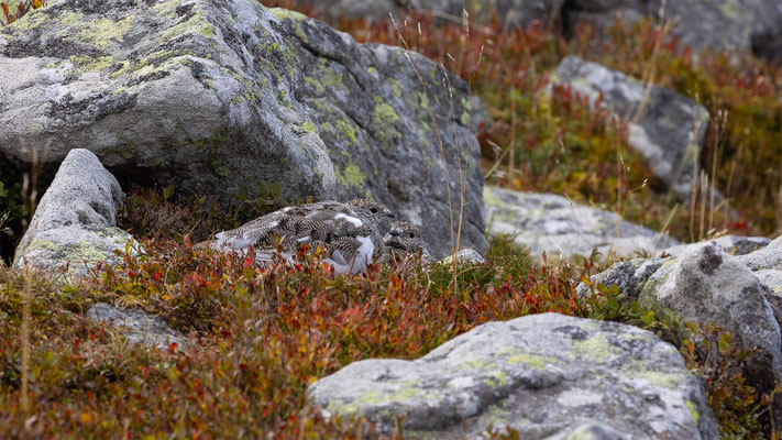 Alpenscheehuhn, momente-der-schoepfung.ch