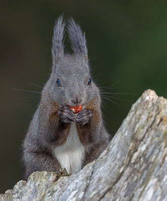 Eichhörnchen, momente-der-schoepfung.ch