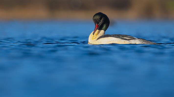Gänsesäger, momente-der-schöpfung.ch