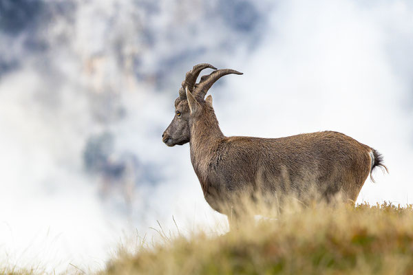 Alpensteinbock, momente-der-schoepfung.ch