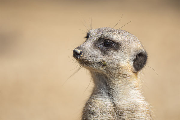 Erdmänchen, Zürcher Zoo, momente-der-schoepfung.ch