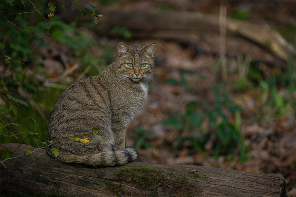 Wildkatze, momente-der-schoepfung.ch