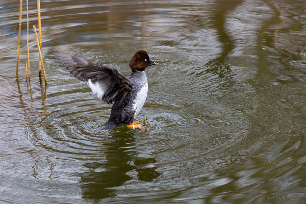 Namen unbekannt Tierpakt Arth Goldau, momente-der-schoepfung.ch
