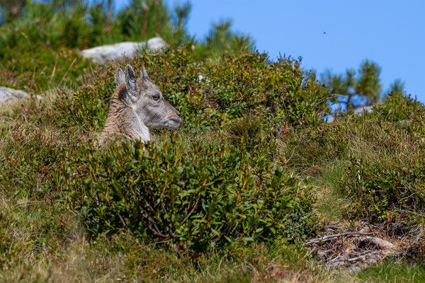 Alpensteinbock, momente-der-schoepfung.ch